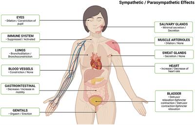 Small Fiber Polyneuropathy May Be a Nexus Between Autonomic Nervous System Dysregulation and Pain in Interstitial Cystitis/Bladder Pain Syndrome